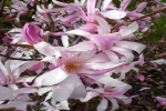 Magnolia Loebnera Leonard Messel